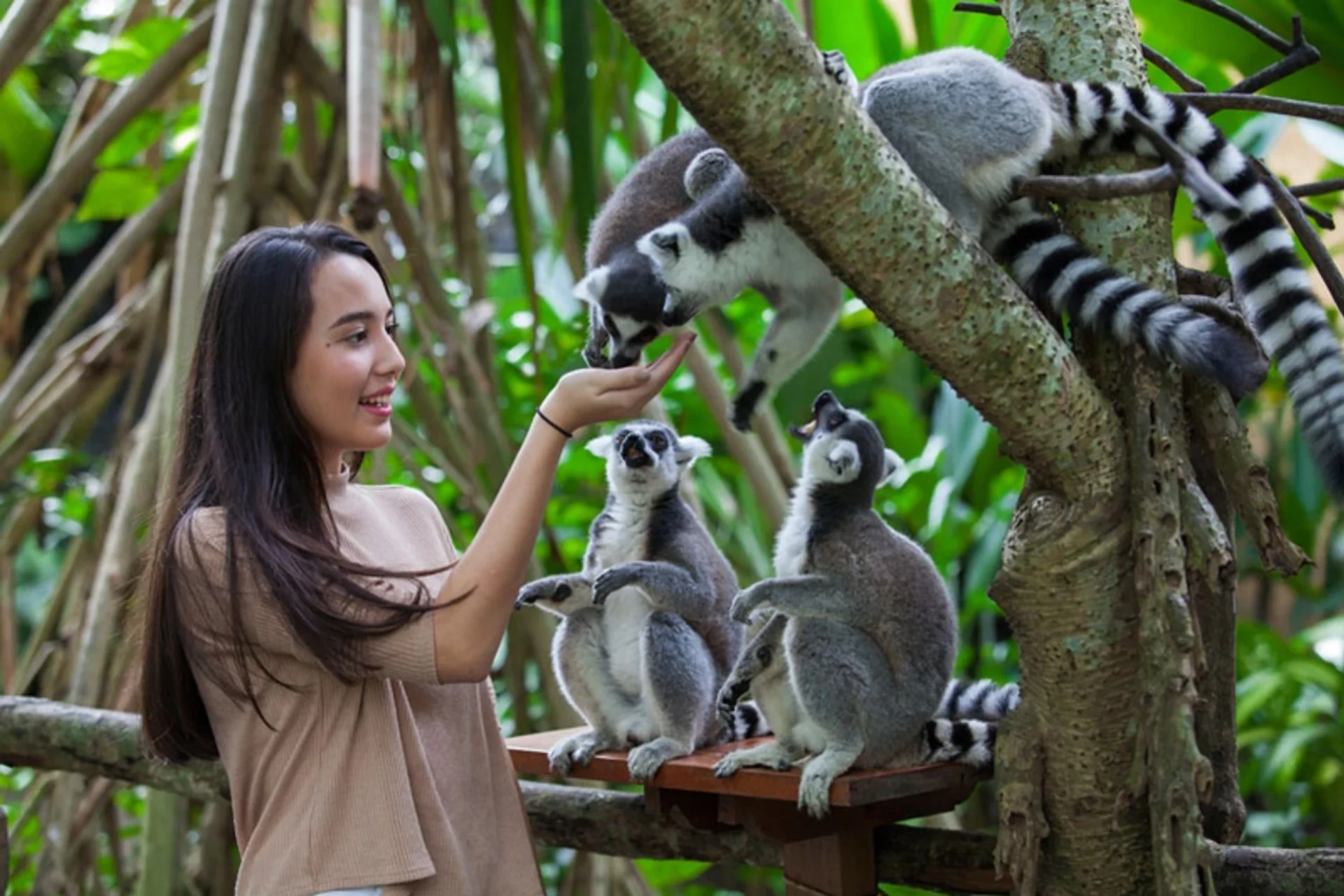 bali zoo - adult 1