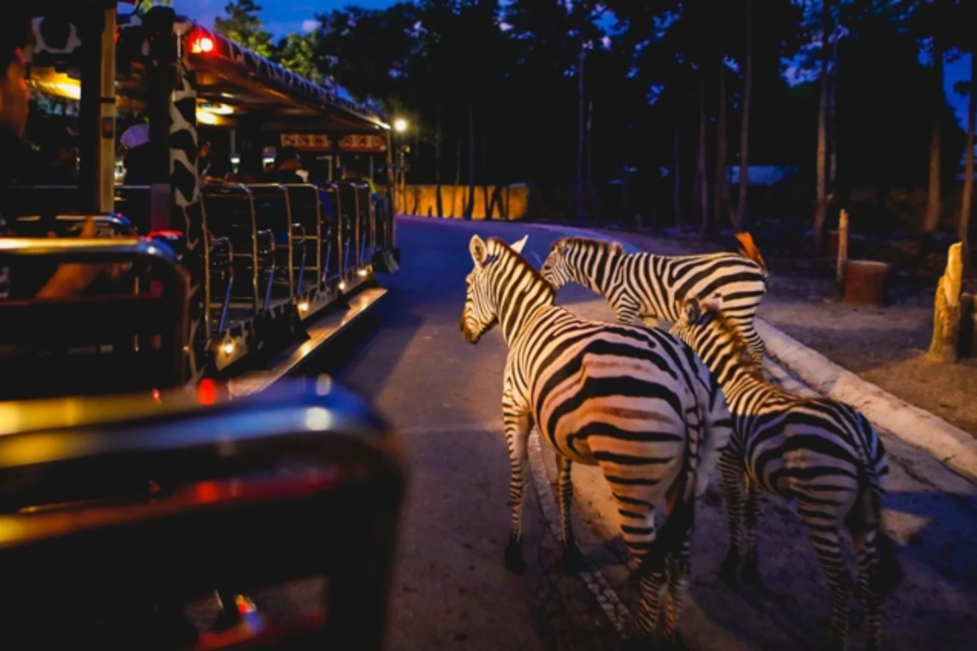 night safari 4